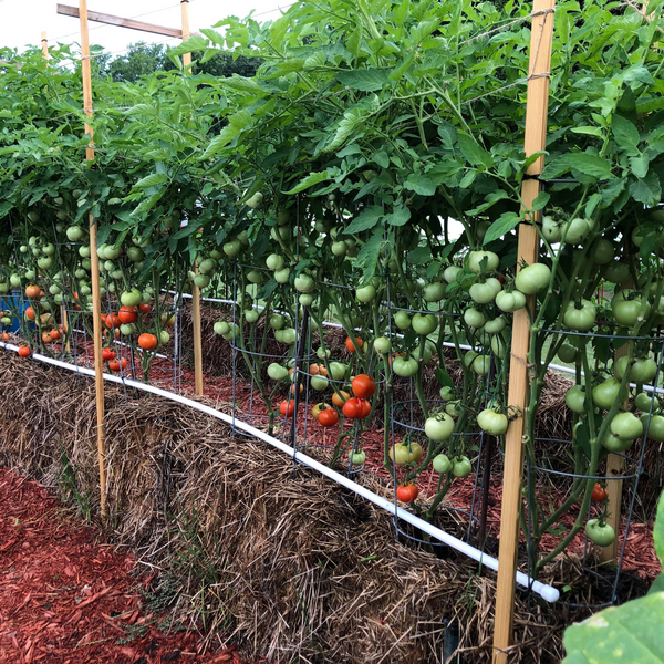 Straw Bale Gardens Complete by Joel Karsten is HIGHLY RECOMMENDED FOR ANYONE GETTING STARTED