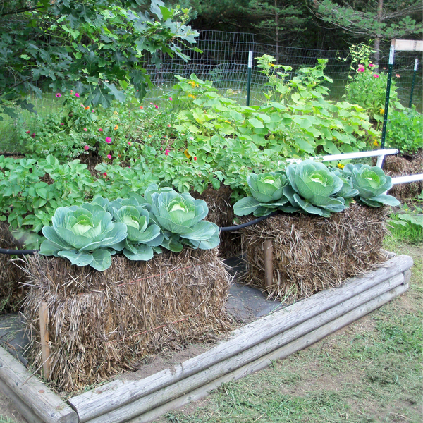 BaleBuster4 Starter Kit (with Straw Bale Gardens Complete book)