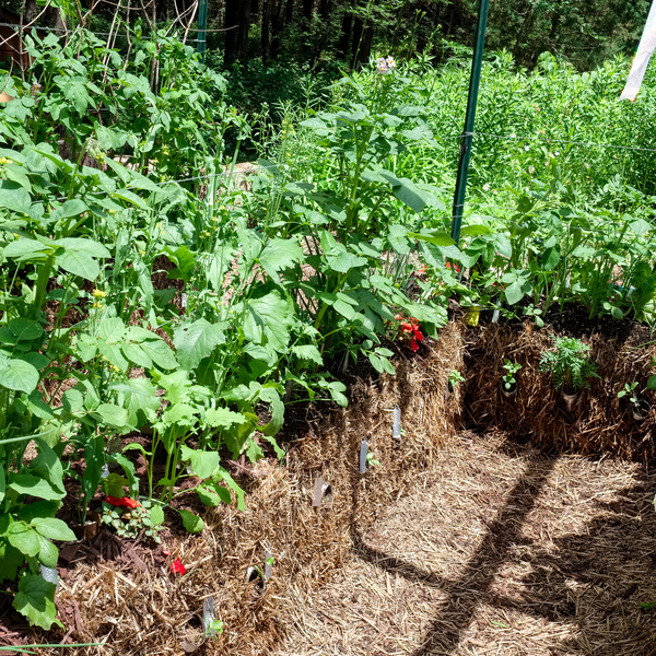 BaleBuster4 Starter Kit (with Straw Bale Gardens Complete book)