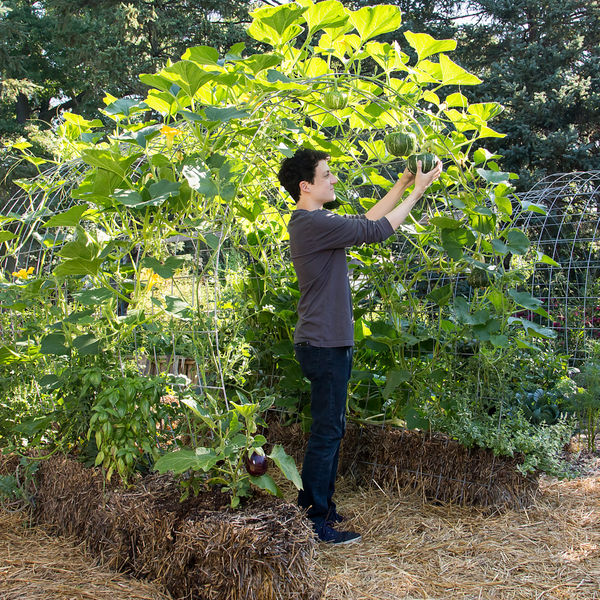 BaleBuster4 Starter Kit (with Straw Bale Gardens Complete book)