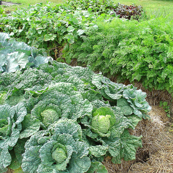 BaleBuster4 Starter Kit (with Straw Bale Gardens Complete book)