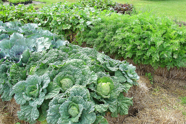 20 - Straw Bale Gardens  - copyright 2013 by Joel Karsten